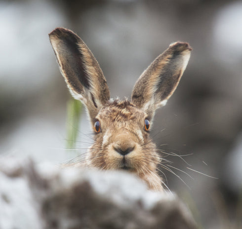 Caught Short Harry Art Canvas